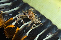 Hydroid / Fairy crab (Hyastenus bipinosus) on Sea pen (Pteroides sp.) where it has climbed to feed on plankton floating past. It has decorated its body with hydroid polyps, Indonesia