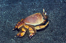 Spanner crab (Ranina ranina). Rinca, Indonesia.