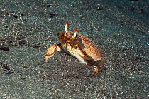 Spanner crab (Ranina ranina) burying in the sand, Rinca, Indonesia