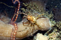 Hydroid or Fairy crab (Hyastenus bispinosus) that has decorated its body with hydroid polyps, Rinca, Indonesia