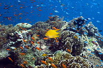 Coral reef scenic with Golden damselfish (Amblyglyphidodon aureus) Lyretail anthias or Goldies and Blue-green chromis fish, Andaman Sea, Thailand