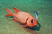 Red soldierfish (Myripristis murdjan) being cleaned by a Bluestreak cleaner wrasse (Labroides dimidiatus), Andaman Sea, Thailand