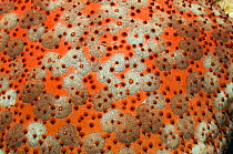 Large pin-cushion starfish (Culcita novaguinea) close-up, Andaman Sea, Thailand