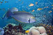 Elongate surgeonfish (Acanthurus mata) at a cleaning station with Bluestreak cleaner wrasses and sweepers in the background. Andaman Sea, Thailand