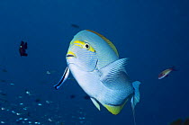 Elongate surgeonfish (Acanthurus mata) at cleaning station with a Bluestreak cleaner wrasse (Labroides dimidiatus). Andaman Sea, Thailand