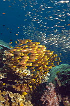 Shoal of pygmy sweepers (Parapriacanthus ransonetti) in foreground with unidentified Sweepers (Parapriacanthus sp.) in background. Andaman Sea, Thailand