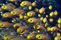 Shoal of pygmy sweepers (Parapriacanthus ransonetti), Andaman Sea, Thailand