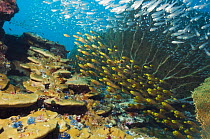 Shoal of pygmy sweepers (Parapriacanthus ransonetti) on coral reef, Andaman Sea, Thailand