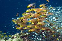 Shoal of pygmy sweepers (Parapriacanthus ransonetti) in foreground with unidentified Sweepers (Parapriacanthus sp.) in background. Andaman Sea, Thailand