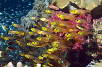 Pygmy sweepers (Parapriacanthus ransonetti) shoaling on reef, Andaman Sea, Thailand