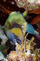 Titan / Moustache triggerfish (Balistoides viridescens) breaking up Blue coral (Heliopora coerulea). Blue coral is a member of the subclass Octocorall and is a living fossil. Andaman Sea, Thailand