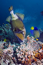Titan Moustache / triggerfish (Balistoides viridescens), chewing on coral, with a Regal angelfish (Pygoplites diacanthus) taking advantage of the exposed rock. Andaman Sea, Thailand