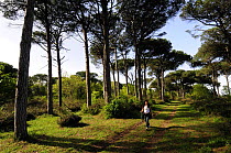 Woman hiking walking along path through pine trees, San Vitale, Parco Delta del Po, NE Italy 2008