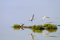 Common tern {Sterna hirundo} protects nest from other terns, Parco Delta del Po, NE Italy  2008