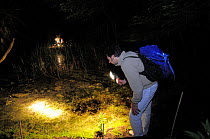 Research scientist searching for Spadefoot toads {Pelobates fuscus} at night by torch light, Porto Caleri botanic garden, Parco Delta del Po, NE Italy  2008