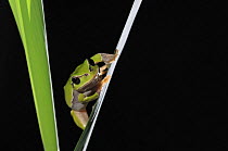 Italian tree frog {Hyla intermedia} at night, Porto Caleri botanic garden, Parco Delta del Po, NE Italy  2008