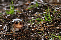 Common spadefoot toad {Pelobates fuscus} Porto Caleri botanic garden, Parco Delta del Po, NE Italy  2008