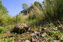 Hermann's tortoise {Testudo hermanni} Parco  Delta del Po, NE Italy  2008