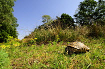 Hermann's tortoise {Testudo hermanni} Parco  Delta del Po, NE Italy  2008