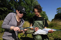 Research scientists measure European pond turtle {Emys orbicularis} Parco Delta del Po, NE Italy  2008