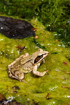 Agile frog {Rana dalmatina} on pondweed, Parco  Delta del Po, NE Italy  2008