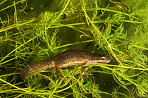Smooth newt {Triturus vulgaris} male, Parco  Delta del Po, NE Italy   captive 2008