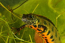 Crested newt {Triturus cristatus carnifex} male in breeding colours, Parco Delta del Po, NE Italy captive 2008
