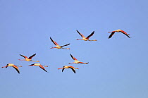 Flock of Greater flamingos {Phoenicopterus ruber} in flight, Valle Fattibello, Parco Delta del Po, NE Italy   2008