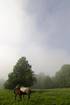 Lippizaner horses, mare and foal in morning mist, Notranska, Slovenia