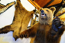 Stuffed European brown bear {Ursus arctos} in museum, Glad Sneznik, Notranska, Slovenia
