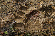 Footprint of European brown bear {Ursus arctos} in the mud, Notranska, Slovenia
