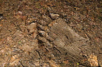 Footprint of European brown bear {Ursus arctos} in the mud, Notranska, Slovenia