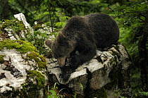 European brown bear {Ursus arctos} in Coceniski Sneznik forest, Slovenia