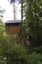 Observation tower for watching European brown bear {Ursus arctos} in Coceniski Sneznik forest, Slovenia