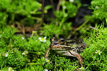 European edible frog {Rana esculenta} Botanic gardens of Porto Caleri, Parco Delta del Po, NE Italy     2008