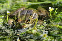 European edible frog {Rana esculenta} in water, Botanic gardens of Porto Caleri, Parco Delta del Po, NE Italy 2008
