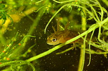 Larva of Smooth newt {Triturus vulgaris} with external gills, Parco Delta del Po, NE Italy   captive 2008