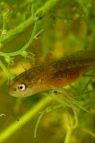 Larva of Smooth newt {Triturus vulgaris} with external gills, Parco Delta del Po, NE Italy   captive 2008