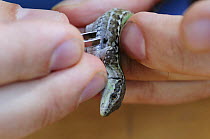 Research scientist removes a tick from an Italian wall lizard {Podaris sicula} Parco Delta del Po, NE Italy   2008