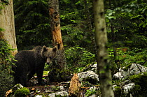 European brown bear {Ursus arctos} in Coceniski Sneznik forest, Slovenia
