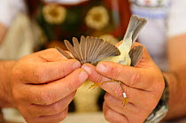 Field research scientist  studying bird migration examines the feathers and wing structure of a ringed Subalpine warbler {Sylvia cantillans} Ventotene, Pontine Islands, Italy  2008