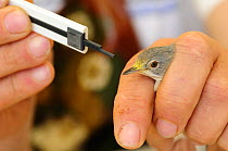 Field research scientist  studying bird migration samples the pollen found on the beak of a Subalpine warbler {Sylvia cantillans} Ventotene, Pontine Islands, Italy  2008