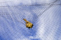 Bird caught in bird net at field research station for the study of bird migration, Ventotene, Pontine Islands, Italy  2008