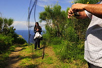 Research scientists check bird net at field research station for the study of bird migration, Ventotene, Pontine Islands, Italy   2008