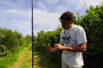 Research scientist checks bird net at field research station for the study of bird migration, Ventotene, Pontine Islands, Italy  2008