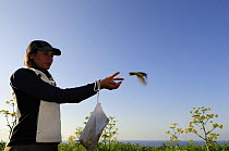 Research scientist releases ringed Yellow wagtail at field research station for the study of bird migration, Ventotene, Pontine Islands, Italy   2008