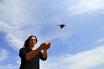 Research scientist releases ringed bird at field research station for the study of bird migration, Ventotene, Pontine Islands, Italy 2008