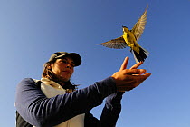 Research scientist releases ringed Yellow wagtail at field research station for the study of bird migration, Ventotene, Pontine Islands, Italy 2008