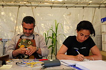 Research scientists ring and record birds at field research station for the study of bird migration, Ventotene, Pontine Islands, Italy,  2008