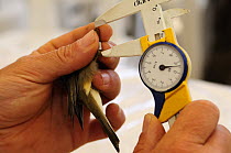 Research scientist  measuring leg length of Subalpine warbler at field research centre for studying bird migration, Ventotene island, Pontine Islands, Italy 2008